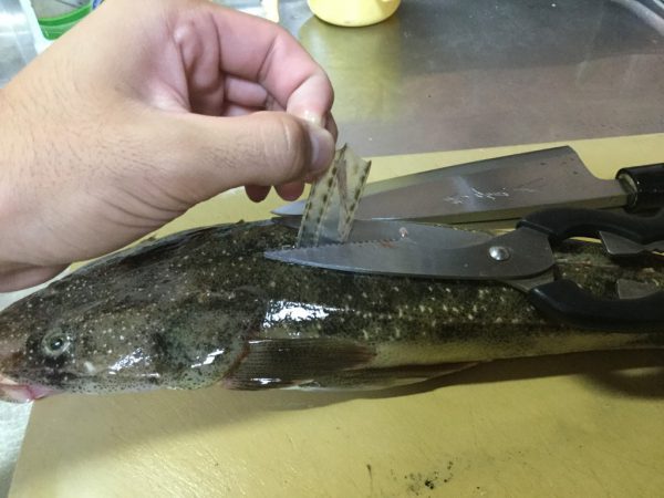 マゴチが釣れたので 3枚に下ろして刺身にしてみた 甘くて絶品だ 釣り魚レシピ Tsuritabi
