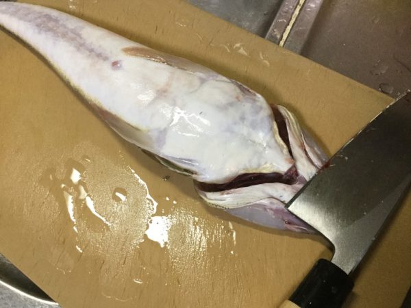 マゴチが釣れたので 3枚に下ろして刺身にしてみた 甘くて絶品だ 釣り魚レシピ Tsuritabi