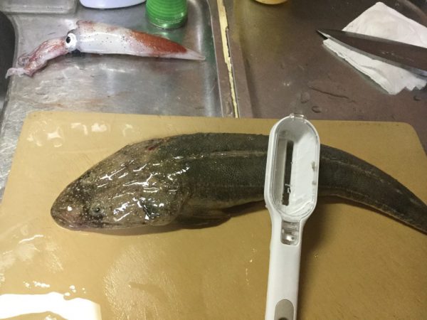 マゴチが釣れたので 3枚に下ろして刺身にしてみた 甘くて絶品だ 釣り魚レシピ Tsuritabi