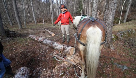 これからの林業は、馬で木材を搬出する「馬搬」だ！循環型・自給型社会を目指すために。