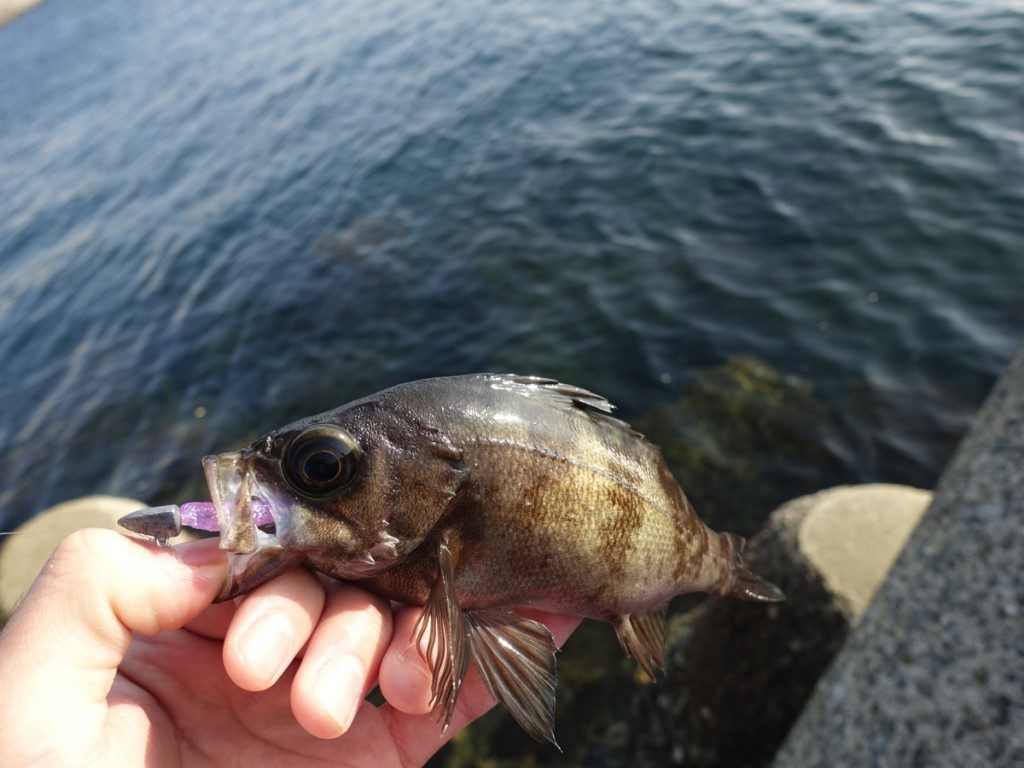 2月の極寒でも堤防釣りは成立する 真冬でも釣れる魚とは Tsuritabi