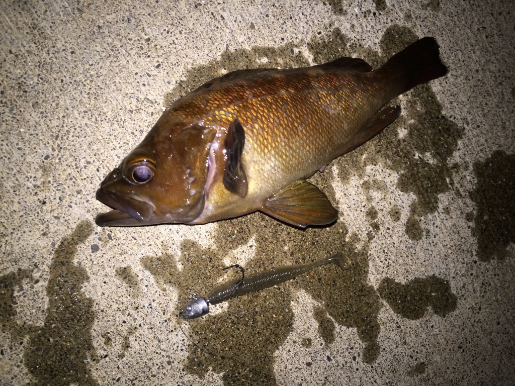 綺麗なガヤ 魚 最高の花の画像