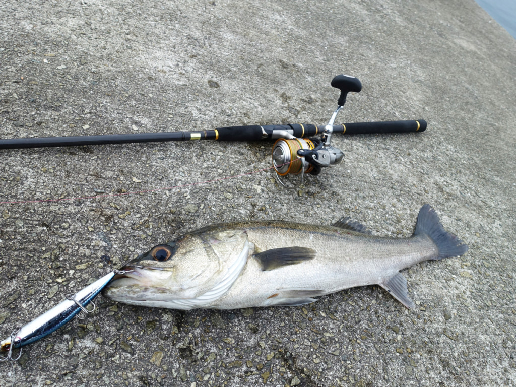 トップ100冬の釣り 堤防 すべての魚の画像