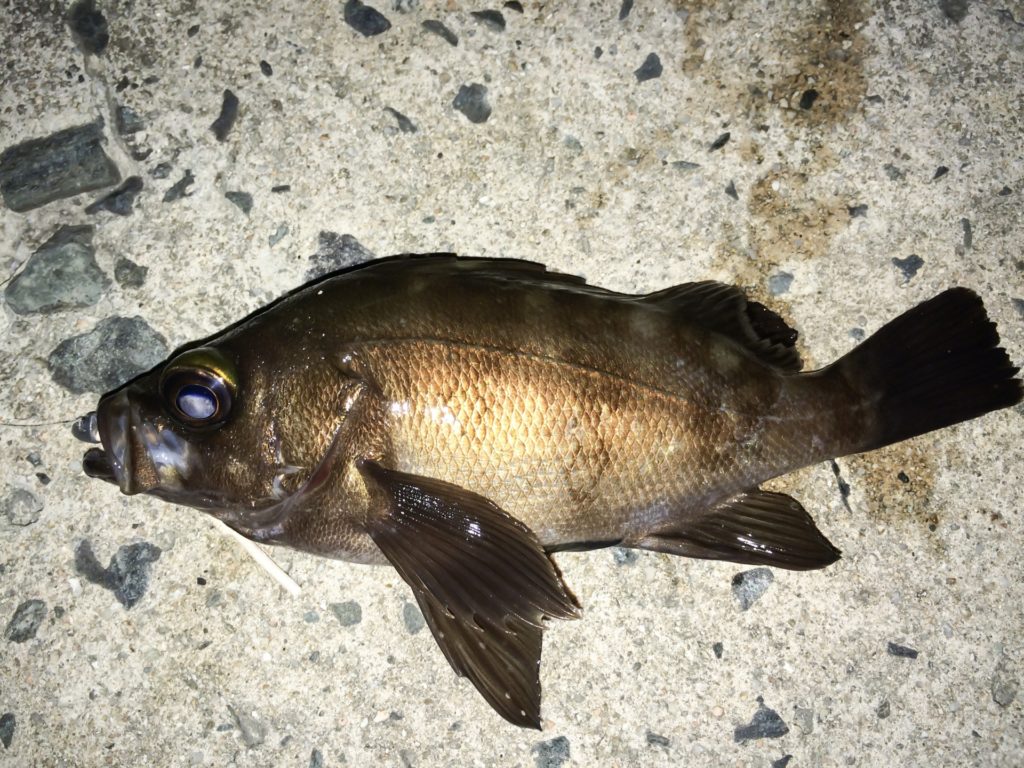 5月は釣りシーズン開幕 ゴールデンウィークに堤防で狙いたい魚種とは Tsuritabi