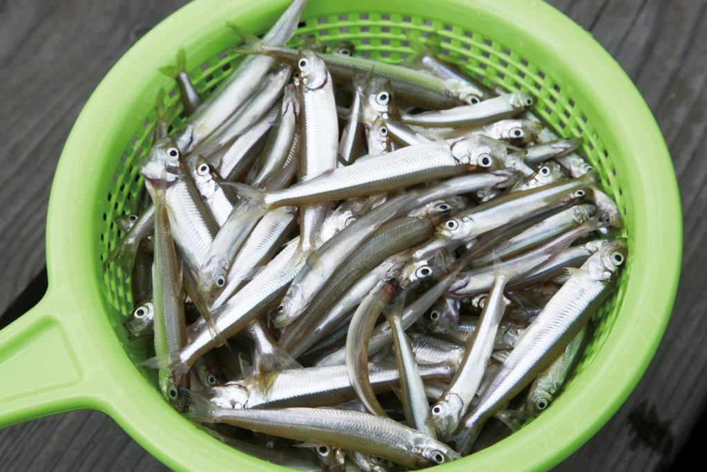 2月の極寒でも堤防釣りは成立する 真冬でも釣れる魚とは Tsuritabi