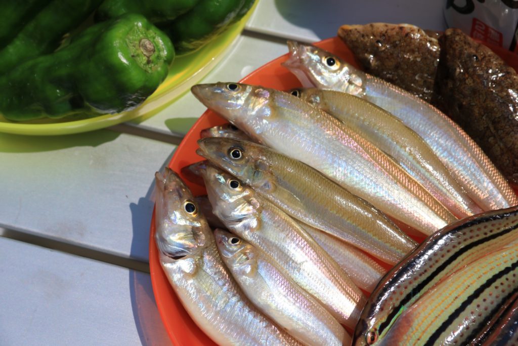 9月は簡単に数釣り＆大物釣りできる！この時期に堤防で釣れる魚種とは 