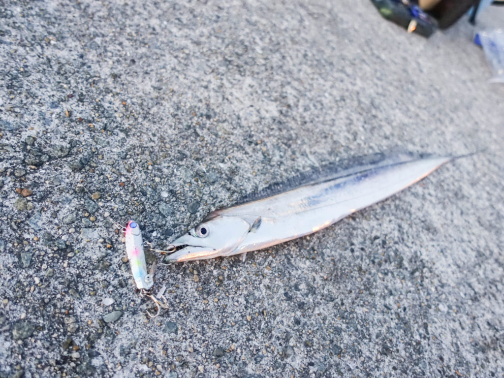 10月は最も釣りに適した季節 この時期に堤防で狙える魚って Tsuritabi