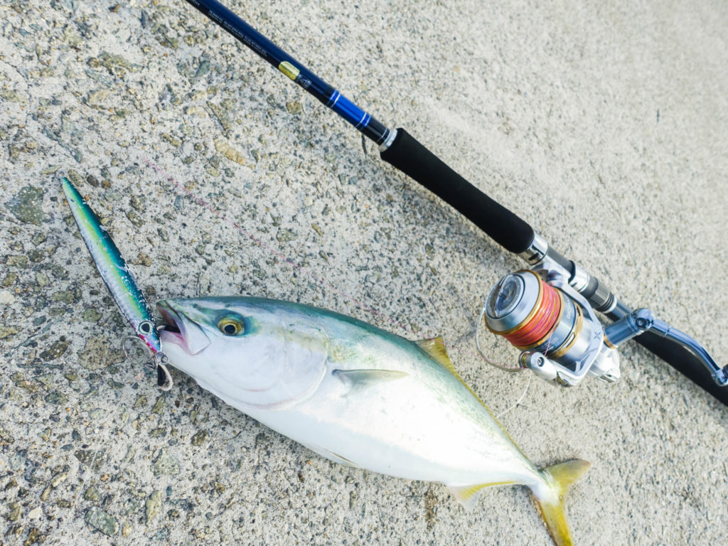 8月の真夏こそ堤防釣りに行こう 夏休みに狙いたい魚種とは Tsuritabi