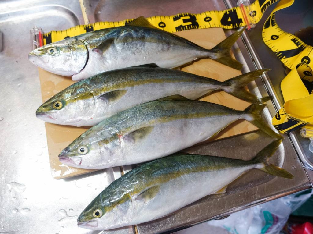 9月は簡単に数釣り 大物釣りできる この時期に堤防で釣れる魚種とは Tsuritabi