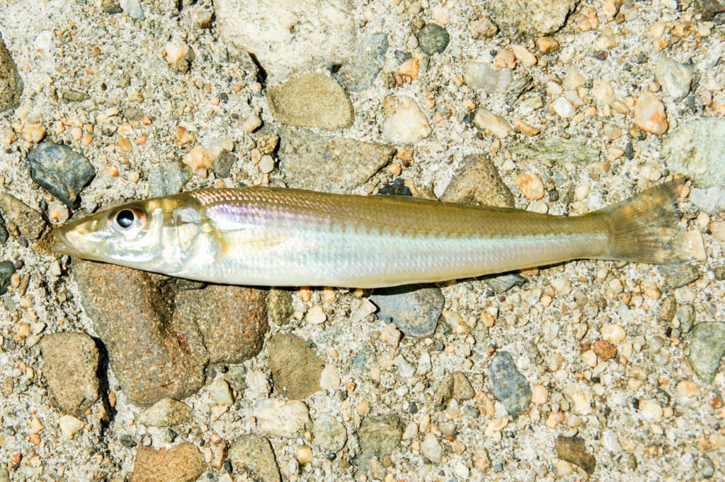 8月の真夏こそ堤防釣りに行こう 夏休みに狙いたい魚種とは Tsuritabi