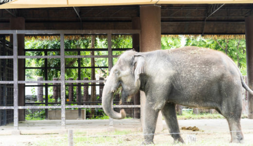 タイ・バンコク市内で動物観察！「ドゥシット動物園」が想像以上に豪華だった！